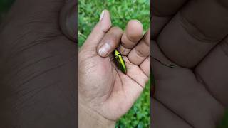 the largest shiny beetle I have ever foundof its insects nature beautifulinsects1610shotrs [upl. by Henryk897]