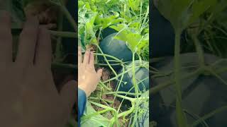 Natural watermelon  fruit cutting styles relaxing forest nature fruitcuting [upl. by Carol]