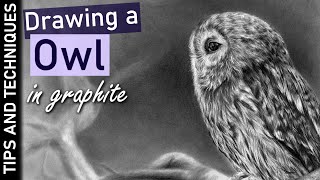 How to draw an Owl in graphite  Drawing feathers [upl. by Selden]