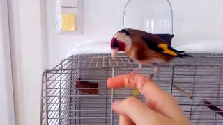 Playfighting with tame European goldfinch [upl. by Bara910]