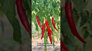 Tips for mirch plant😊✨️🪄shorts ytshort plants Blossomgirl [upl. by Doowron]