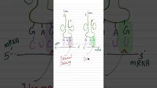 wobble hypothesisclass 12 biologyNEET BIOLOGY IN ENGLISHmolecular basis of inheritance [upl. by Darbie]