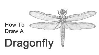 How to Draw a Dragonfly [upl. by Akel]