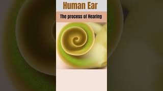 How EAR Works The process of Hearing 3D Animationyoutubeshorts viralvideo [upl. by Alo227]