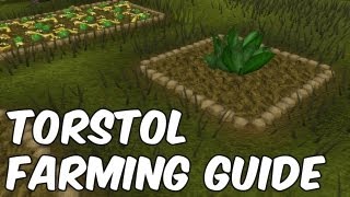 Torstol Farming Guide [upl. by Einaffets668]