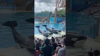 Orca Encounter SeaWorld [upl. by Akinuahs161]