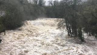 Aysgarth falls in flood Waterfall Wensleydale River Ure Storm Ciara [upl. by Mikah]