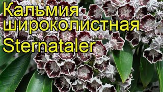 Кальмия широколистная Стернаталер Краткий обзор описание kalmia latifolia Sternataler [upl. by Rednasxela127]