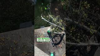 Removing Dangerous Trees automobile treeremovalservices landscaping [upl. by Filide]