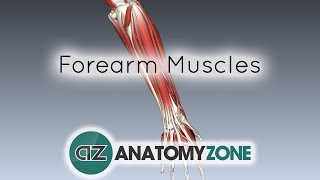 Forearm Muscles Part 1  Anterior Flexor Compartment  Anatomy Tutorial [upl. by Notlew641]