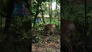 Close call with Roe Deer🤩🌲 deer nature wildlife jegerolsen [upl. by Edea488]