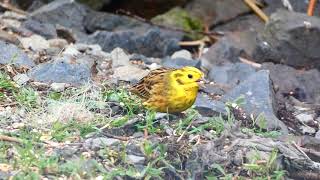 strnad obecný Emberiza citrinella samecmale [upl. by Aerdnek248]