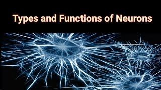 Neurons The MOST Interesting Cells in Your Body [upl. by Butte]