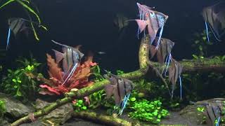 Pterophyllum scalare Rio Nanay F3 spawning two pair fishes [upl. by Akiehs]