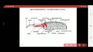 Subphylum Cephalochordata  Branchiostoma  Digestive system [upl. by Eugenides]