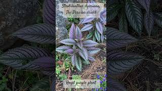 Strobilanthes dyeriana The Persian shield Royal purple plant [upl. by Darnall]