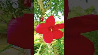 Hibiscus coccineus or Scarlet rosemallow [upl. by Eustashe160]