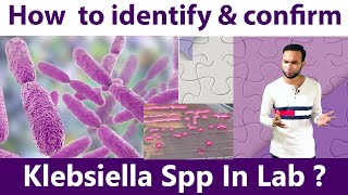 How to identify amp Confirm klebsiella spp at laboratory [upl. by Welcy]