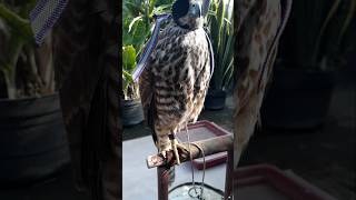 Santuy di pagi hari birds alapalap eagle birdofprey burung shortvideo [upl. by Bouley920]