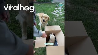 Golden Retriever Unboxes Brand New Bestie  ViralHog [upl. by Deer]