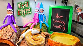 Evil Elf on the Shelf Snake Cage Day 11 [upl. by Andee665]