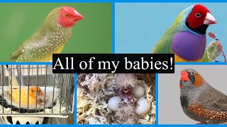 35 chicks 8 different species What a Wild spring breeding finches [upl. by Gabriel]