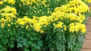 Chrysanthemum plant care  ജമന്തി ചെടി നടുമ്പോൾ ശ്രദ്ധിക്കേണ്ട ചില കാര്യങ്ങൾ anuprasathyt [upl. by Nirraj]