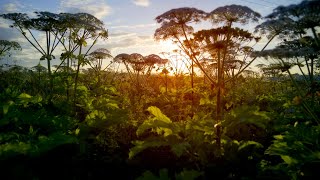 Giant Hogweed Video  Invasive Non Native Species in UK [upl. by Etnauj]