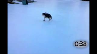 Dogs Slipping on Ice [upl. by Yeldoow]