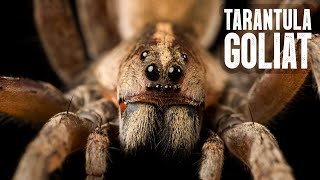 TARANTULA GIGANTE GOLIAT  Mini Documental [upl. by Lainahtan]