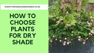 How to choose plants for dry shadeplus 10 favourite dry shade plants [upl. by Roland677]