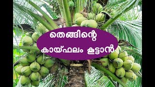 തെങ്ങിന്റെ കായ്ഫലം കൂട്ടാൻ Coconut Cultivation Tips [upl. by Anum599]