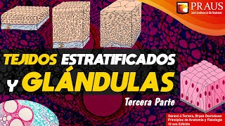 TEJIDOS EPITELIALES ESTRATIFICADOS [upl. by Lorolla]