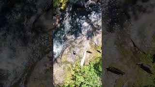 birds eye Molalla River hover x1 drone [upl. by Nohsauq]