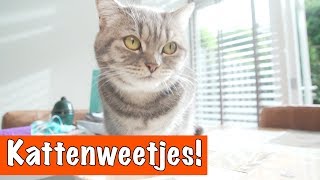 10 Katten weetjes  DierenpraatTV [upl. by Drogin]