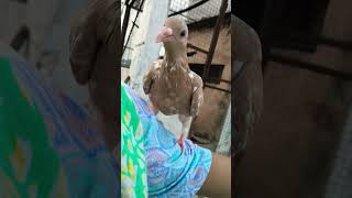 Landi bacchi song kabootarandadenewalahaikaisepatakare birds pigeon [upl. by Nyrret373]