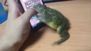 ant smasher African bullfrog Attacks mans hand LOL [upl. by Amrak]