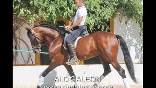 ALD GALEON PRE Hengst PRE stallion for sale in Spain [upl. by Badr242]