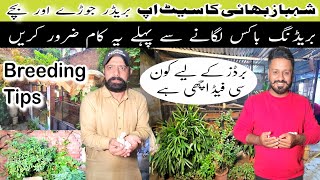 Birds Farming in Pakistan  Breeding Tips [upl. by Preston]