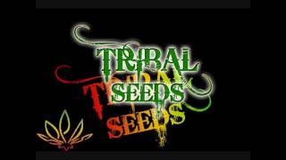 Tribal Seeds Beautiful Mysterious [upl. by Barger]