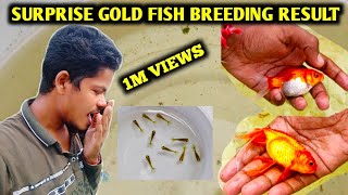 Suprise goldfish breeding  Goldfish breeding  Goldfish fry care  Tamil [upl. by Barnie]