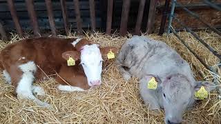 Calf rearing and calf weaning [upl. by Dougie]