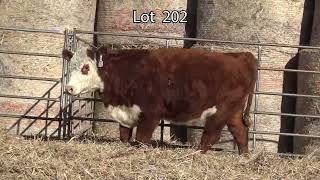 Lot 202 BAR JZ MARIAH 056K [upl. by Einyaj]