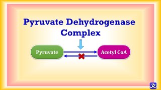 10 Pyruvate Dehydrogenase Complex  Carbohydrate Metabolism 10  Biochemistry  NJOY Biochemistry [upl. by Asilat]