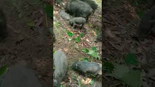 animal videoswild pigpigs animal farm farming pig wildlife [upl. by Doak985]