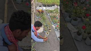 buy rose plant from plant nursery kolkata all india home delivery [upl. by Shuman25]