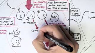 Immunology  Adaptive Immunity B cell Activation Hypermutation and Class Switching Overview [upl. by Acireit]