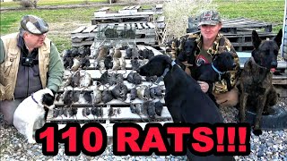 Rats DESTROYED by Mink and Dogs [upl. by Nordine]