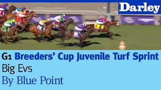 Big Evs by Blue Point wins the G1 Breeders Cup Juvenile Turf Sprint at Santa Anita [upl. by Weirick]