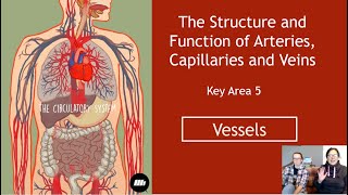 The Structure and Function of Arteries Capillaries and Veins Section 1 Vessels [upl. by Zinnes]